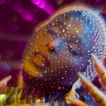 MERLIS CAMILO une historias de su nuevo EP en videoclip de “Busco