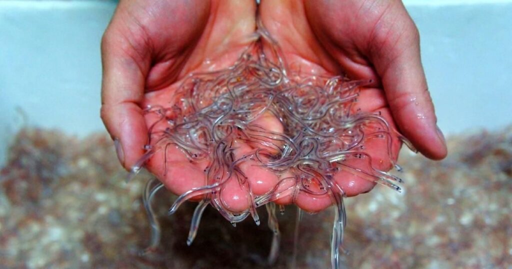 Tribunal condena a seis años de prisión a responsables de robo agravado de anguila en perjuicio de ADEAR