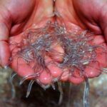 Tribunal condena a seis años de prisión a responsables de robo agravado de anguila en perjuicio de ADEAR